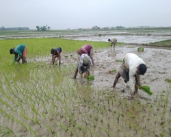 গোয়াইনঘাটে আমন ধান রোপনে ব্যস্ত কৃষক 